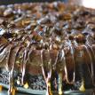 Turtle Cheesecake